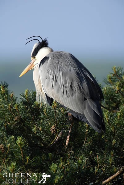 Grey Heron Antenna.jpg - 